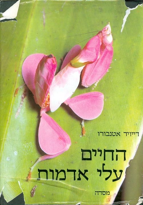 החיים עלי אדמות