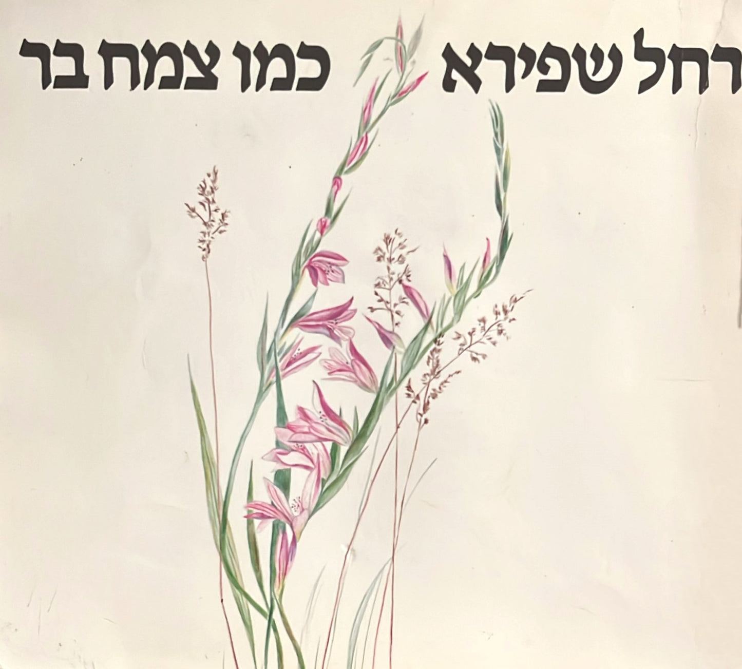 רחל שפירא : כמו צמח בר