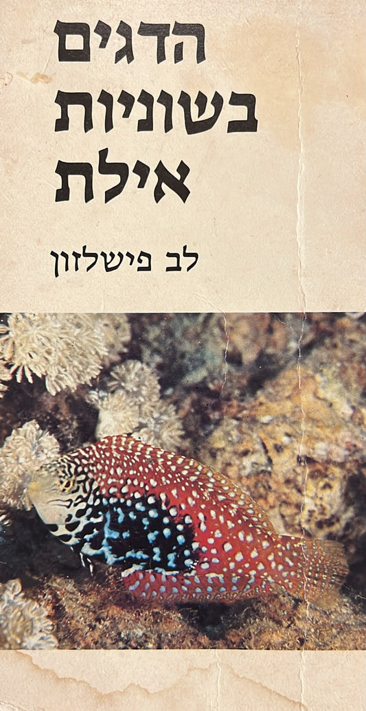 הדגים בשוניות אילת